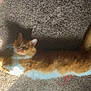 Daniel is registered to the contest to win money with this photo: cat, orange_cat, ginger_cat, longhair, fluffy, carpet, sunlight, shadow, stretching, lying_down, tail, whiskers, paw, indoor, pet, cozy, relaxed, fur, white_belly, red_string