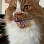 cat, orange_cat, white_fur, close_up, tongue_out, teeth, whiskers, ear, eye, feline, pet, portrait, indoor, living_room, sofa, fluffy, curious, cute, nose, mouth_open