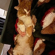 Daniel joined the competition — help win amazing prizes! cat, ginger_cat, sleeping, cozy, blanket, hand, pet, indoor, couch, fur, paws, belly, domestic_animal, nap, relaxed, owner_hand, fluffy, close_up, home, warm