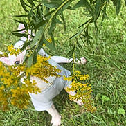 Kartel joined the competition — help win amazing prizes! animal, background, canine, curious, dog, ears, fur, garden, grass, greenery, leaves, nature, outdoor, pet, plant, playful, shirt, small_dog, summer, yellow_flowers