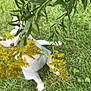 animal, background, canine, curious, dog, ears, fur, garden, grass, greenery, leaves, nature, outdoor, pet, plant, playful, shirt, small_dog, summer, yellow_flowers