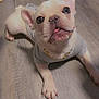Kartel joined the competition — help win amazing prizes! adorable, canine, cute, dog, domestic_animal, ears_up, flooring, french_bulldog, gold_chain, gray_shirt, indoor, looking_up, lying_down, pet, puppy, short_hair, small_dog, tongue_out, wooden_floor, young_dog