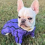 Kartel is registered to the contest to win money with this photo: adorable, animal, canine, cute, dog, ears_up, french_bulldog, fur, gold_chain, grass, muzzle, nature, outdoor, pet, portrait, puppy, purple_clothing, sitting, small_dog, young_dog