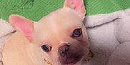 Kartel is registered to the contest to win money with this photo: adorable, animal, canine, cozy, cute, dog, ears_up, floor, french_bulldog, green, home, indoors, looking_up, pet_bed, plush_bed, puppy, sleeping_area, small_dog, soft_texture, white