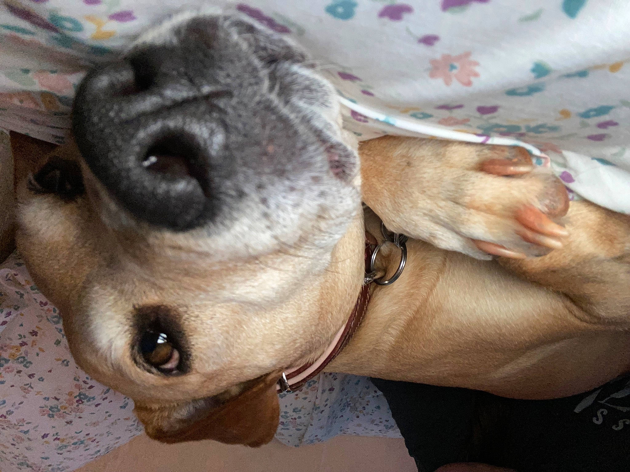 Princess joined the competition — help win amazing prizes! canidae, carnivore, collar, companion_dog, dog, dog_breed, dog_collar, ear, fawn, fur, liver, paw, pet_supply, snout, sporting_group, terrestrial_animal, toy_dog, whiskers, working_animal, wrinkle