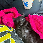 Shadow is registered to the contest to win money with this photo: kitten, black_cat, pink_blanket, hand, drink, plastic_cup, blue_logo, yellow_shirt, fuzzy_texture, car_seat, cozy, cute, pet, animal, indoor, resting, fur, small, curious, closeup
