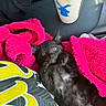 kitten, black_cat, pink_blanket, hand, drink, plastic_cup, blue_logo, yellow_shirt, fuzzy_texture, car_seat, cozy, cute, pet, animal, indoor, resting, fur, small, curious, closeup