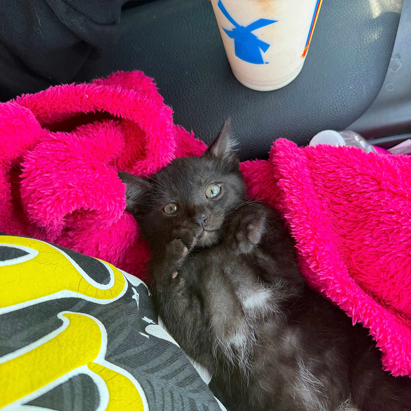 Shadow is registered to the contest to win money with this photo: kitten, black_cat, pink_blanket, hand, drink, plastic_cup, blue_logo, yellow_shirt, fuzzy_texture, car_seat, cozy, cute, pet, animal, indoor, resting, fur, small, curious, closeup