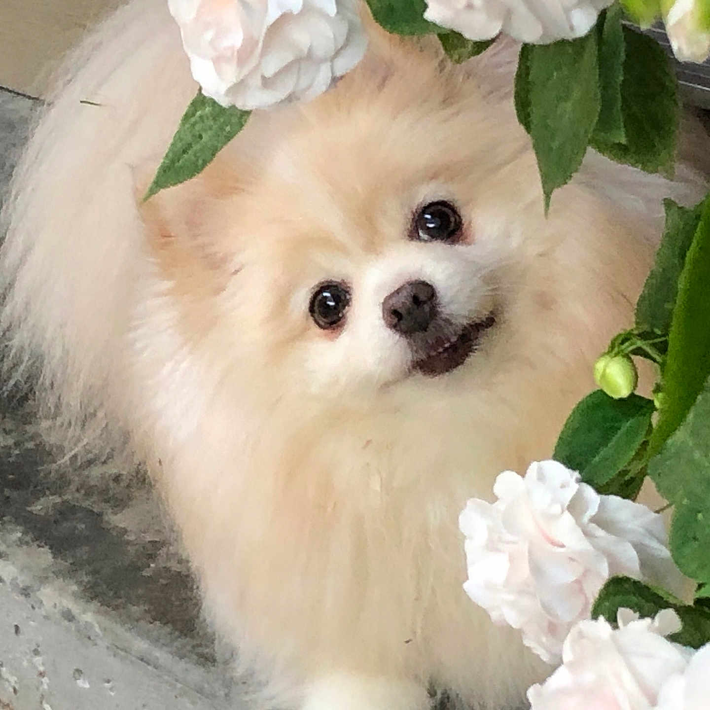 Rosie joined the competition — help win amazing prizes! animal, close_up, cream_color, curious, cute, dog, flower, fluffy, fur, garden, green_leaves, nature, outdoor, pet, plant, playful, pomeranian, portrait, small_dog, white_flower