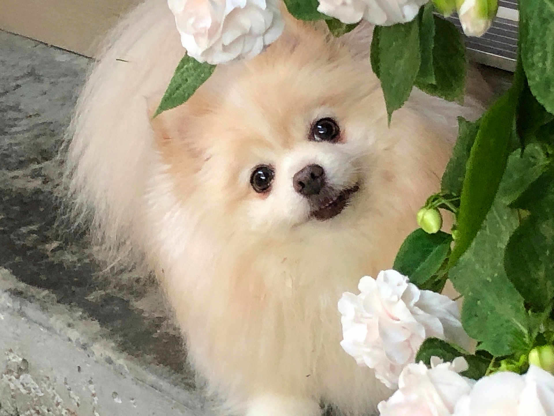 Rosie