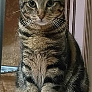 Henry joined the competition — help win amazing prizes! cat, tabby, pet, animal, feline, sitting, indoor, whiskers, ears, fur, striped, face, paws, looking, curious, domestic, mammal, portrait, closeup, cute