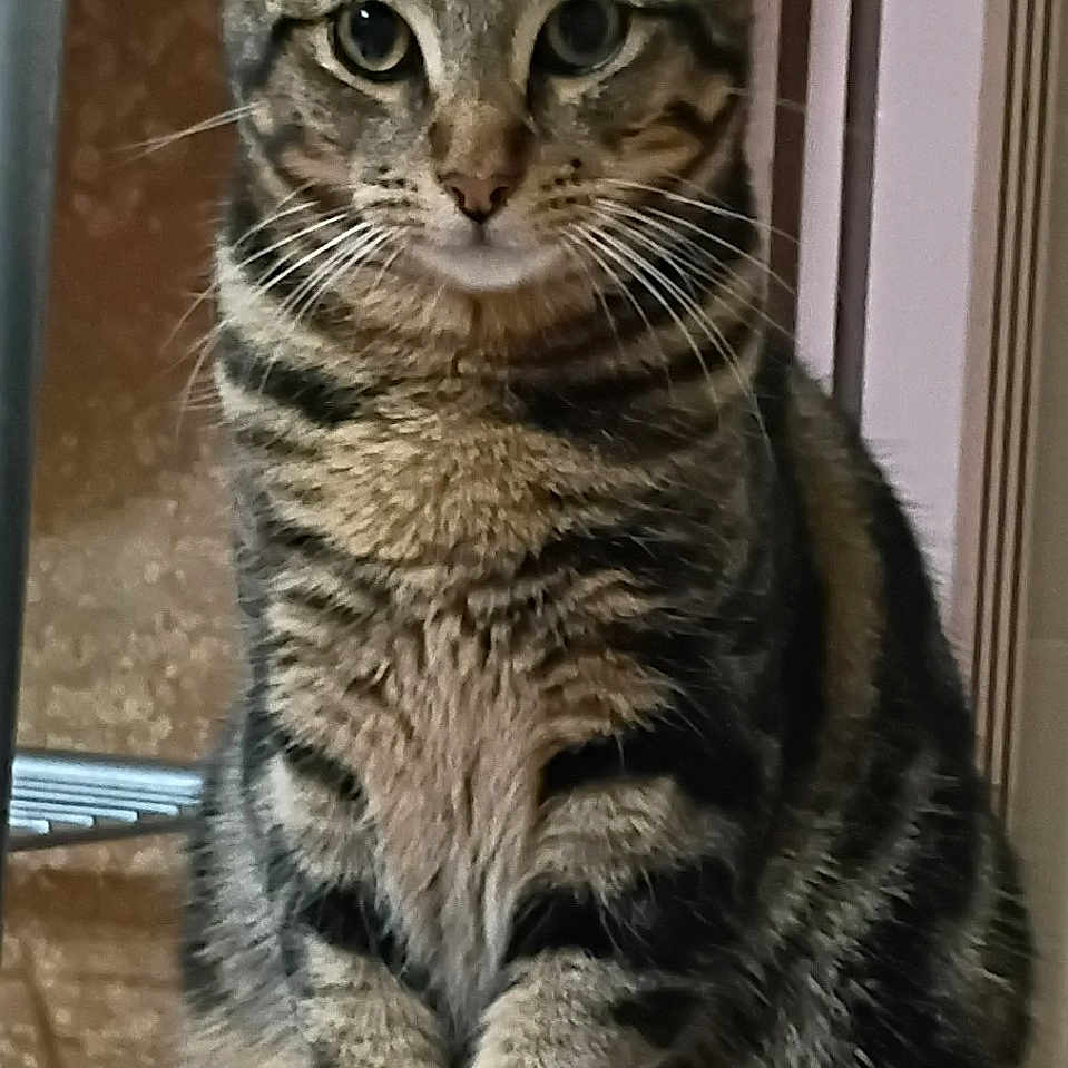 Henry