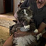 Mr. Boots joined the competition — help win amazing prizes! arm, carpet, cat, cozy, curious, fluffy_cat, framed_picture, furniture, grey_shirt, holding, home, indoor, long_hair, paw, person, pet, portrait, relaxed, seated, tattoo