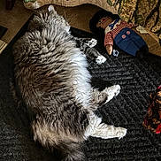 Mr. Boots is registered to the contest to win money with this photo: animal, carpet, cat, cozy, doll, fabric, floor, fluffy, gray, home, indoor, pet, rag_doll, relaxing, rug, sleeping, stuffed_toy, texture, toy, white