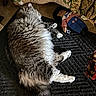 animal, carpet, cat, cozy, doll, fabric, floor, fluffy, gray, home, indoor, pet, rag_doll, relaxing, rug, sleeping, stuffed_toy, texture, toy, white