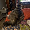Mr. Boots is registered to the contest to win money with this photo: animal, bed, carpet, cat, cozy, decor, entertainment, fluffy, furniture, indoor, pet, pillow, quilt, room, sign, squirrel, tail, television, television_screen, wood