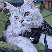 Maximus joined the competition — help win amazing prizes! cat, gray_cat, white_cat, green_eyes, whiskers, outdoor, camping_chair, harness, pet, curious, feline, close_up, animal, nature, relaxed, soft_fur, portrait, focus, sitting, daylight