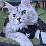 cat, gray_cat, white_cat, green_eyes, whiskers, outdoor, camping_chair, harness, pet, curious, feline, close_up, animal, nature, relaxed, soft_fur, portrait, focus, sitting, daylight