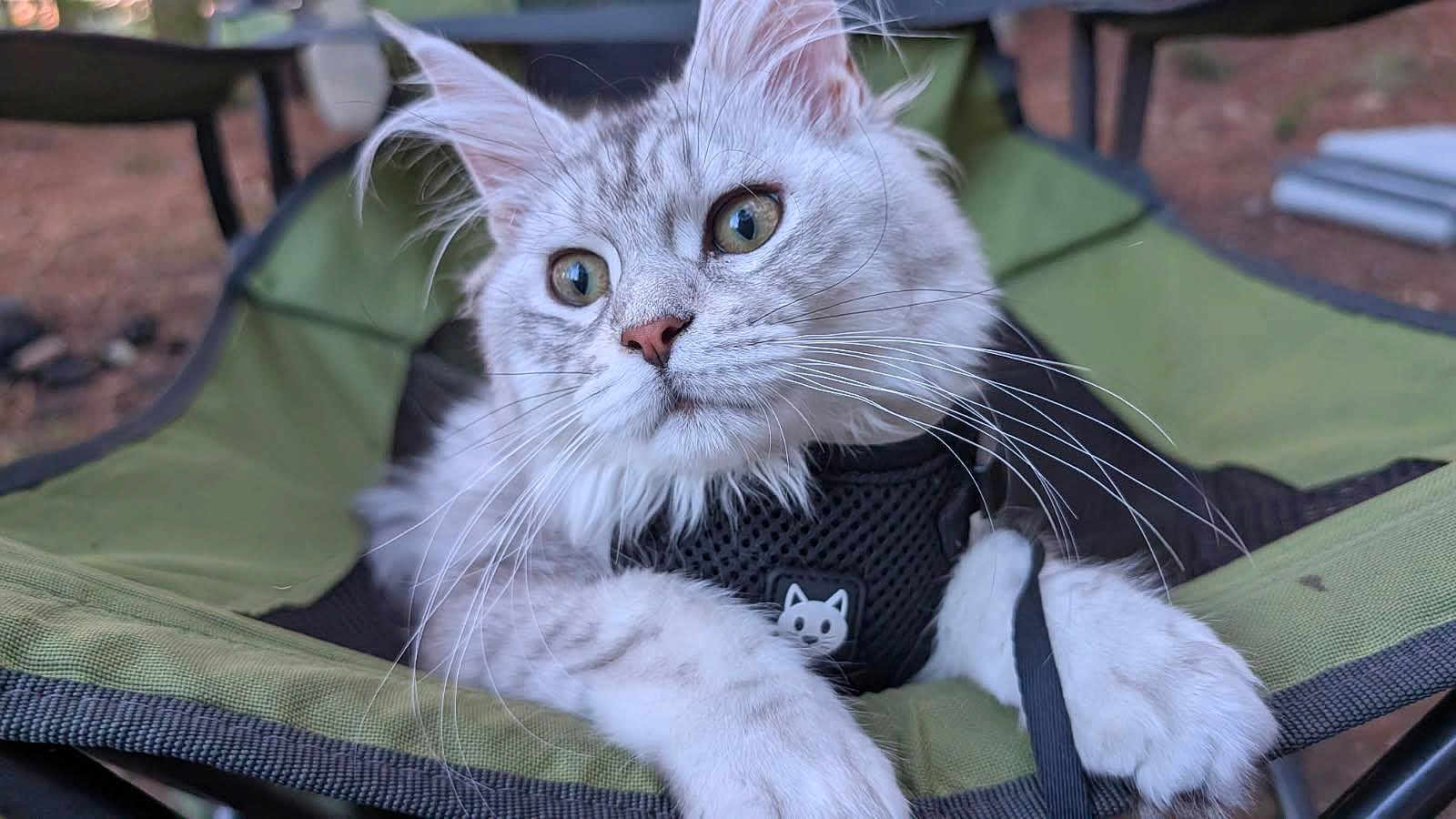Maximus joined the competition — help win amazing prizes! cat, gray_cat, white_cat, green_eyes, whiskers, outdoor, camping_chair, harness, pet, curious, feline, close_up, animal, nature, relaxed, soft_fur, portrait, focus, sitting, daylight
