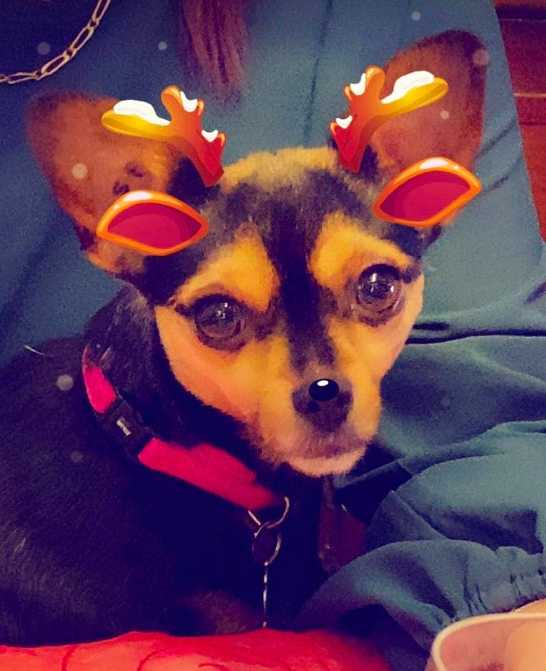 Poupie a rejoint le concours — aidez-le/la à gagner de superbes lots ! carnivore, christmas, christmas_ornament, coffee_cup, companion_dog, costume_hat, dog, dog_breed, ear, eyewear, fawn, fur, happy, hat, personal_protective_equipment, selfie, snout, toy_dog, whiskers, working_animal