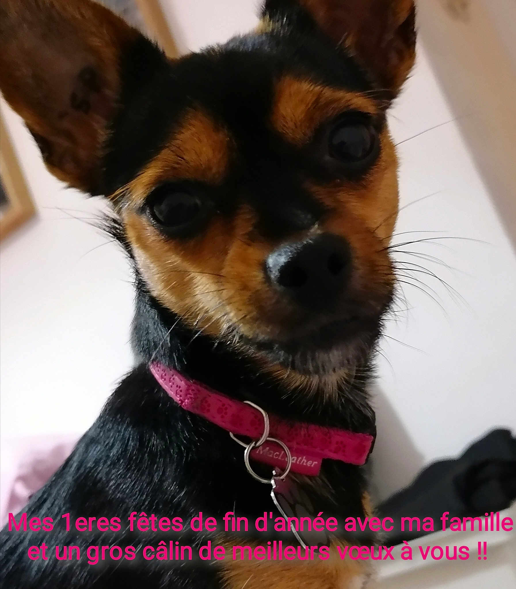 Poupie