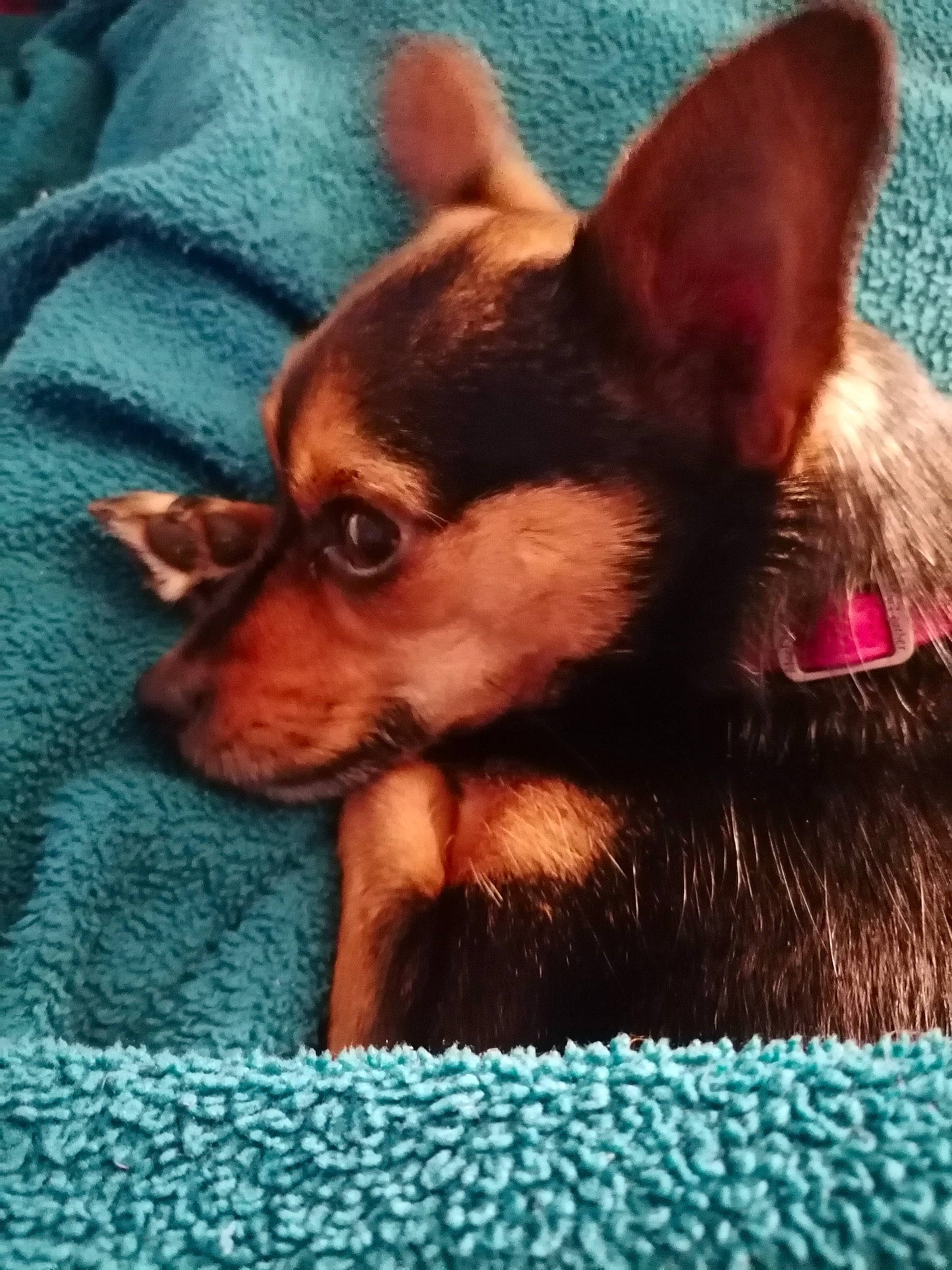 Poupie a rejoint le concours — aidez-le/la à gagner de superbes lots ! canidae, carnivore, chihuahua, comfort, companion_dog, corgi_chihuahua, dog, dog_breed, ear, eye, fawn, fur, head, liver, mammal, snout, sporting_group, terrestrial_animal, toy_dog, whiskers