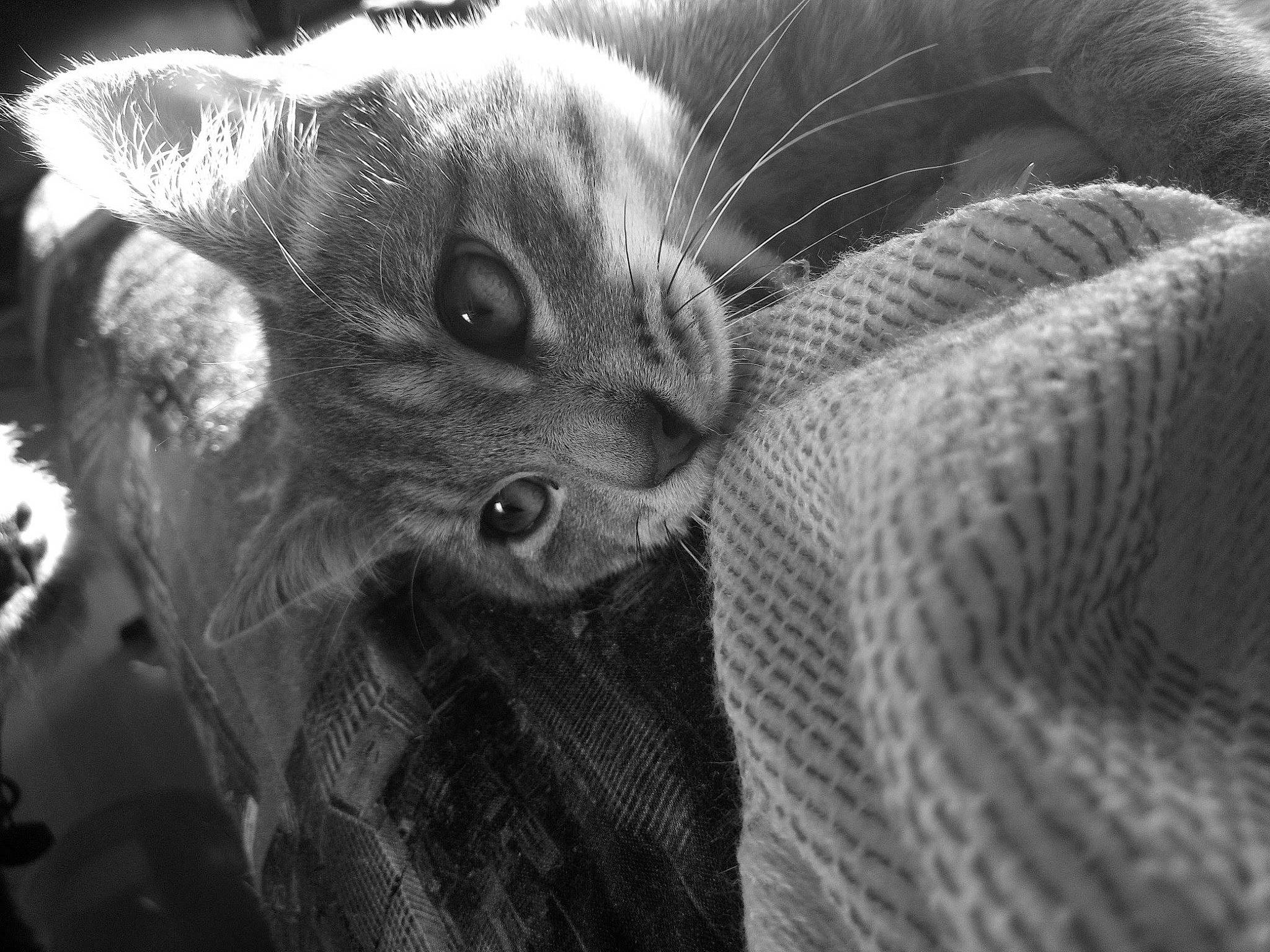 Jupiter participe au concours pour gagner de l'argent avec cette photo : carnivore, cat, claw, comfort, domestic_short_haired_cat, eye, felidae, fur, gesture, grey, monochrome, monochrome_photography, paw, small_to_medium_sized_cats, snout, terrestrial_animal, tree, whiskers, wildlife, wrinkle