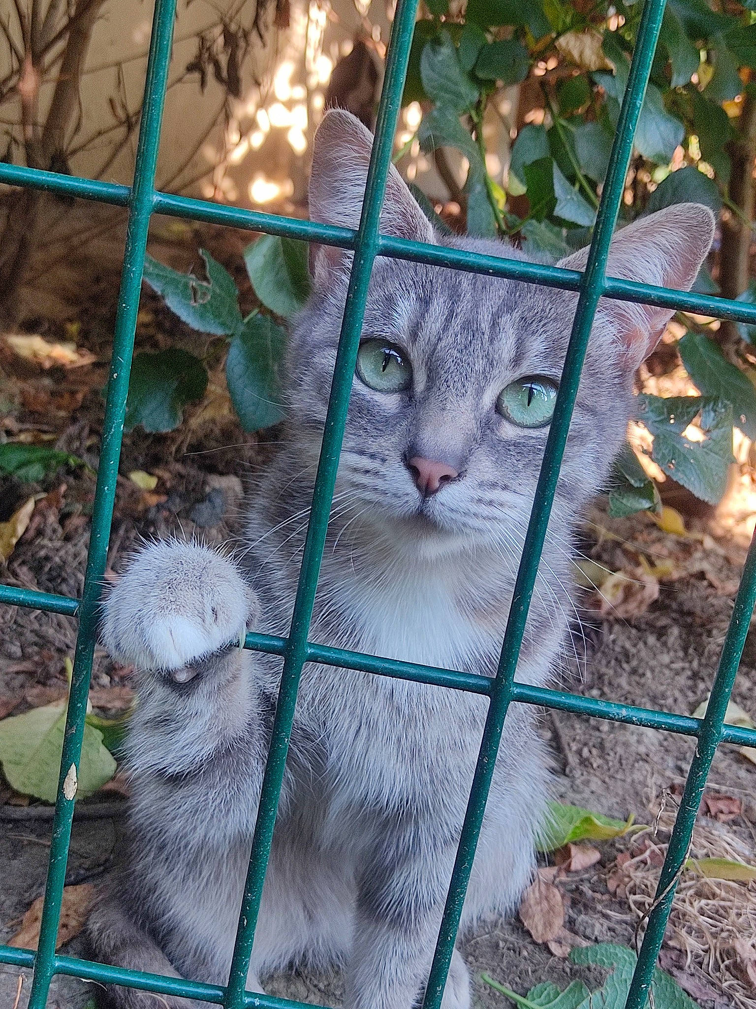 Jupiter participe au concours pour gagner de l'argent avec cette photo : animal_shelter, botany, carnivore, cat, fawn, felidae, fence, grass, leaf, mammal, mesh, organism, pet_supply, plant, small_to_medium_sized_cats, snout, tail, terrestrial_animal, vertebrate, whiskers