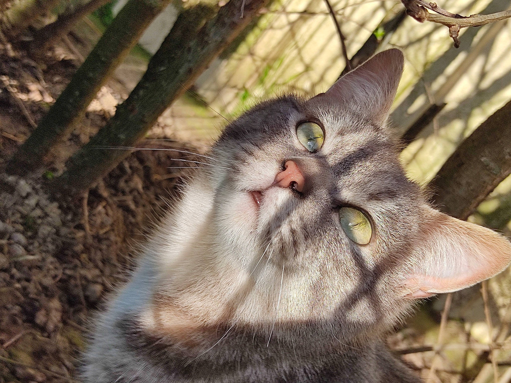 Jupiter a rejoint le concours — aidez-le/la à gagner de superbes lots ! carnivore, cat, domestic_short_haired_cat, eye, fang, fawn, felidae, fur, grass, head, paw, plant, small_to_medium_sized_cats, snout, tail, terrestrial_animal, tree, trunk, twig, whiskers