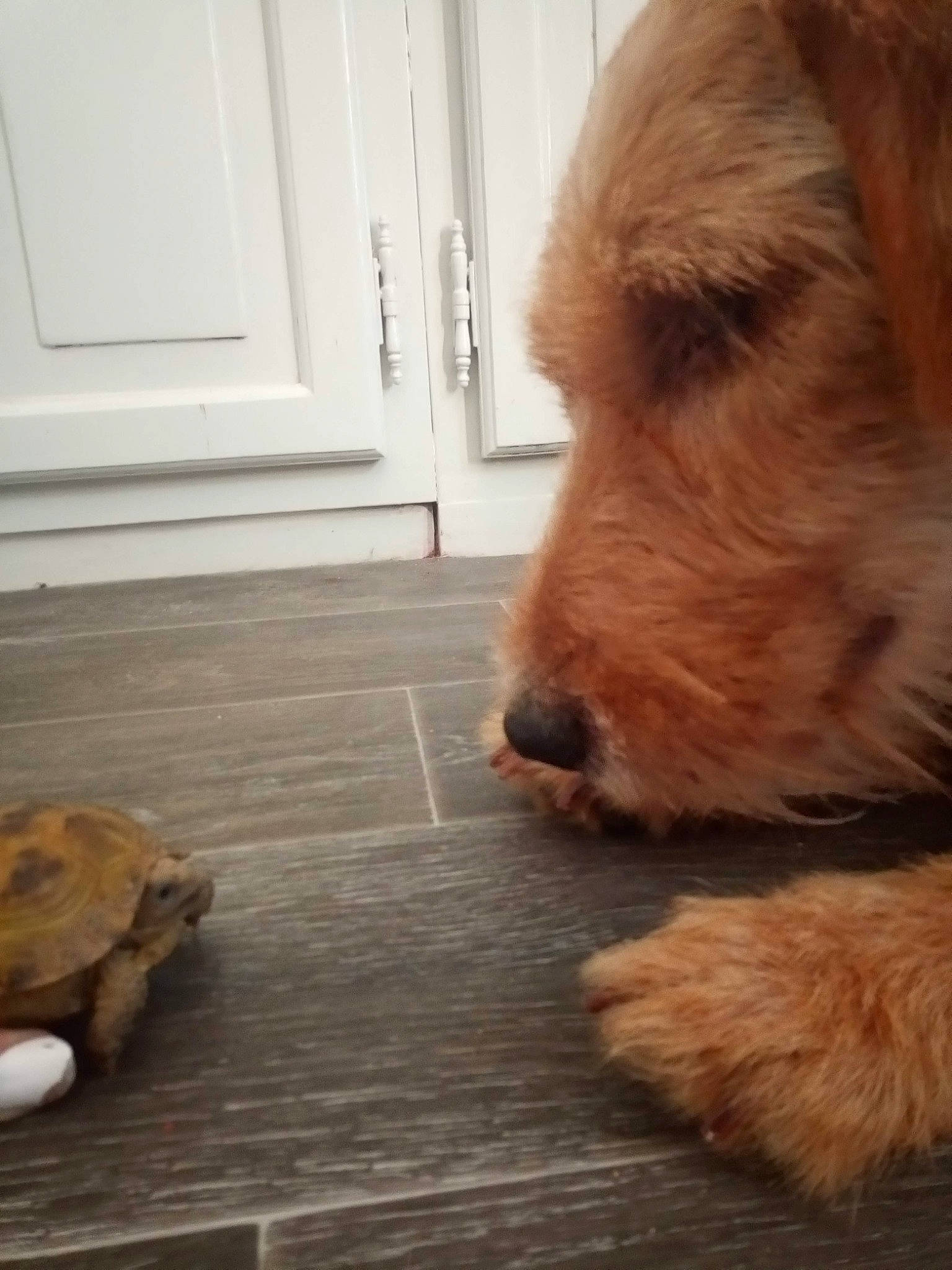 Naïko participe au concours pour gagner de l'argent avec cette photo : brown, carnivore, comfort, companion_dog, dog, dog_breed, door, fawn, floor, flooring, fur, hardwood, liver, snout, terrestrial_animal, terrier, turtle, wood, wood_stain, working_animal