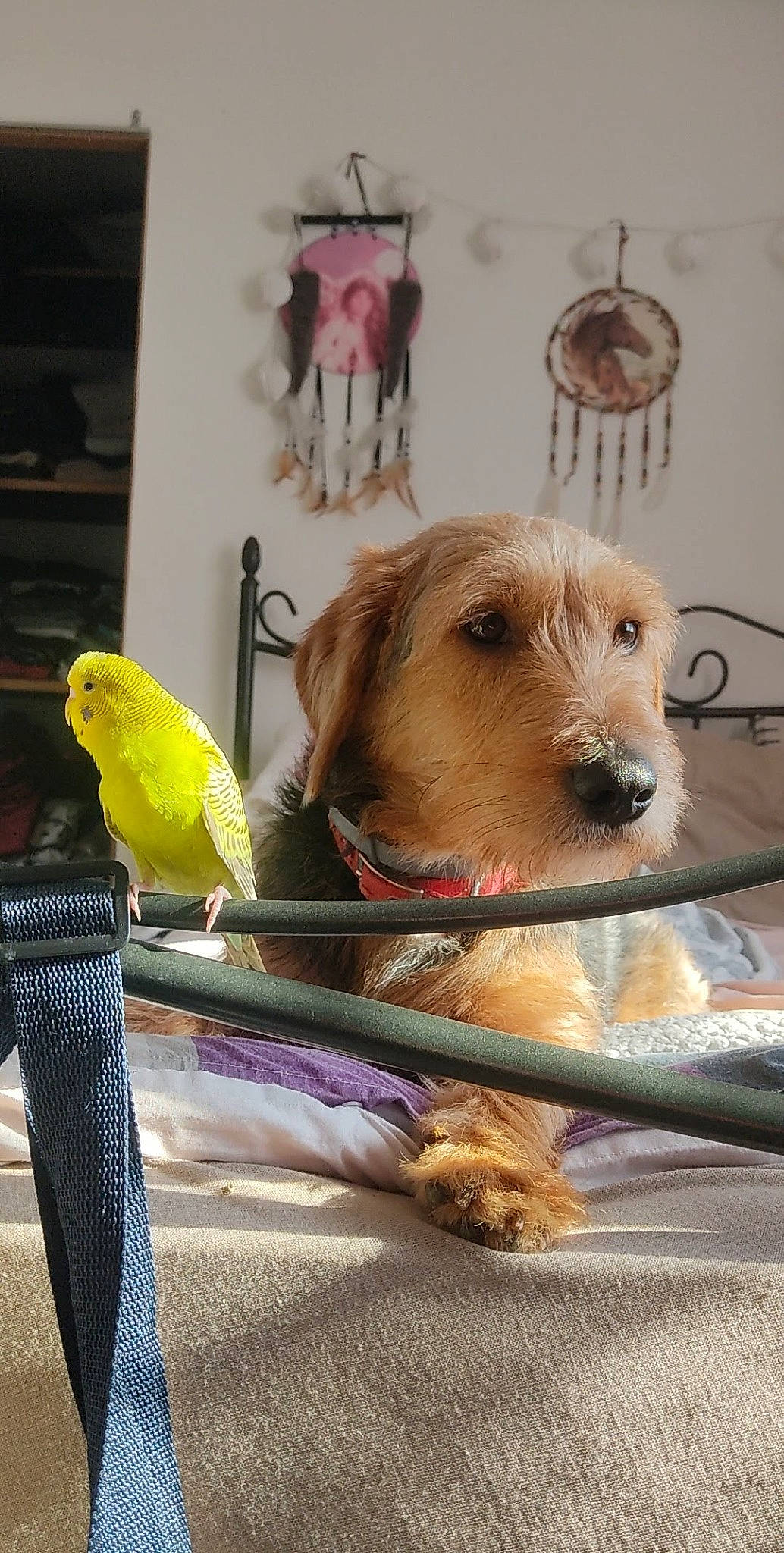 Naïko participe au concours pour gagner de l'argent avec cette photo : animal_shelter, art, bird, bird_supply, canidae, carnivore, companion_dog, dog, dog_breed, dog_supply, fawn, fur, parrot, pet_supply, snout, sporting_group, terrier, toy, toy_dog, working_animal