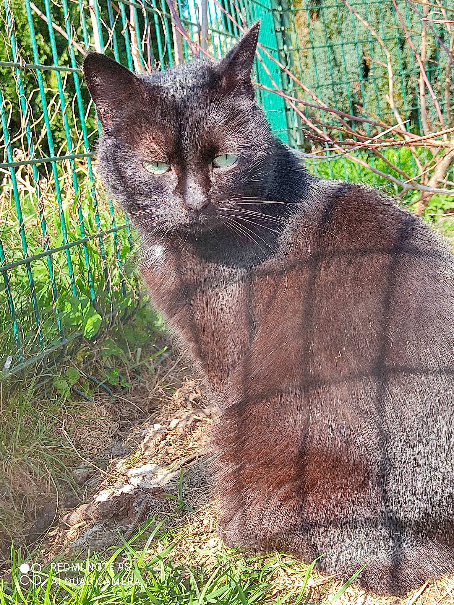 Athéna participe au concours pour gagner de l'argent avec cette photo : carnivore, cat, domestic_short_haired_cat, fawn, felidae, fence, fur, grass, groundcover, lynx, plant, sitting, small_to_medium_sized_cats, snout, tail, terrestrial_animal, tree, trunk, whiskers, wildlife