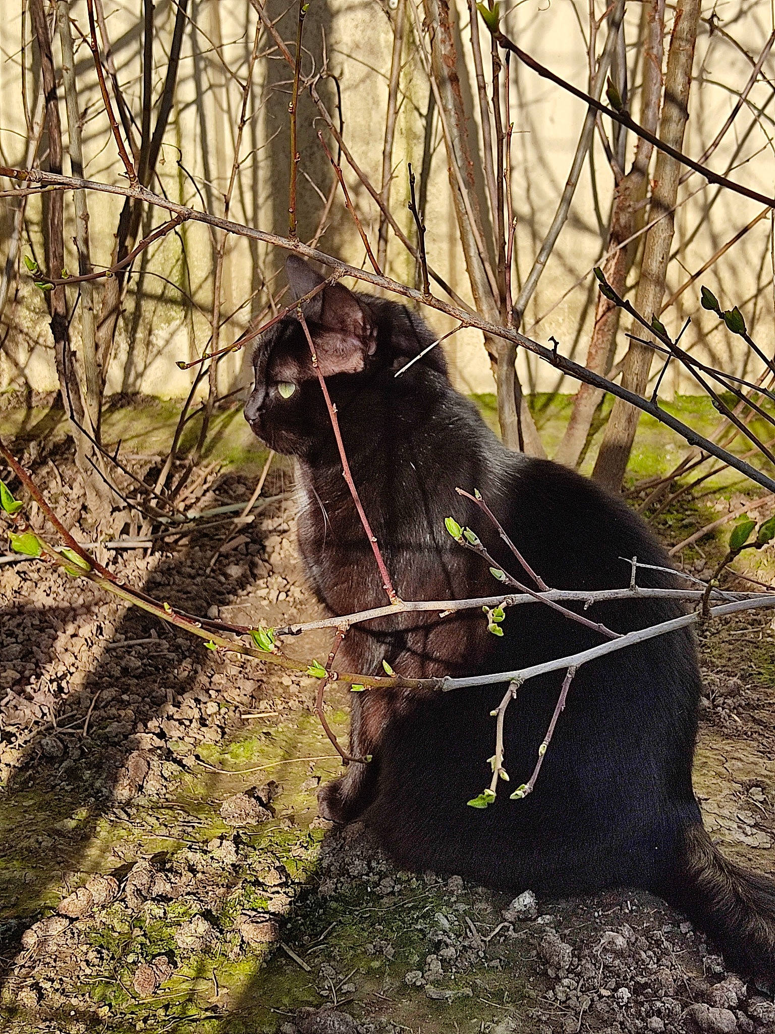 Athéna a rejoint le concours — aidez-le/la à gagner de superbes lots ! bear, branch, carnivore, dog_breed, felidae, fur, grass, plant, small_to_medium_sized_cats, snout, soil, sporting_group, tail, terrestrial_animal, tints_and_shades, tree, trunk, twig, wood, working_animal