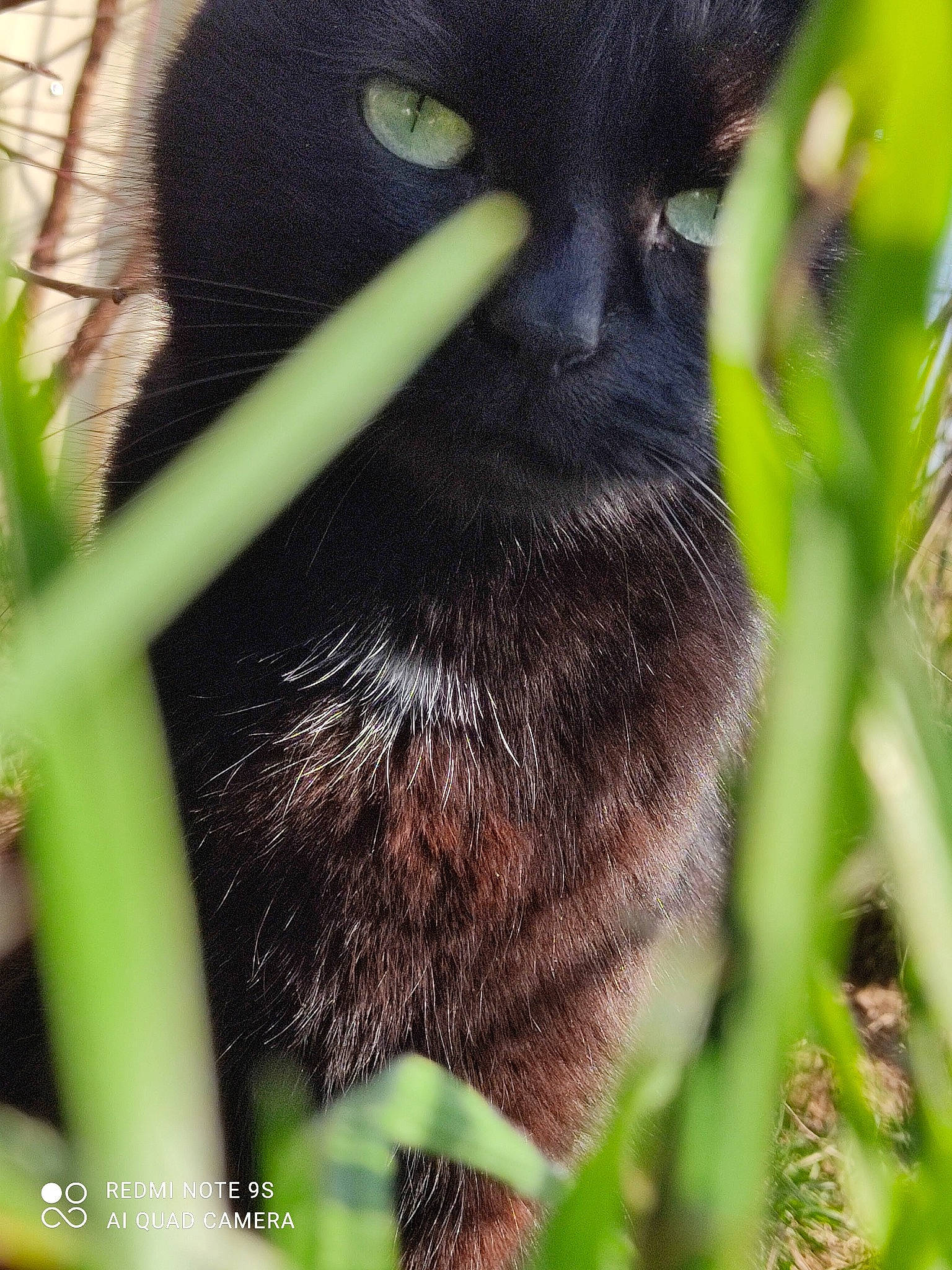 Athéna a rejoint le concours — aidez-le/la à gagner de superbes lots ! black_cat, bombay, carnivore, cat, close_up, domestic_short_haired_cat, felidae, fur, grass, groundcover, organism, plant, small_to_medium_sized_cats, snout, tail, terrestrial_animal, tree, whiskers, wildlife