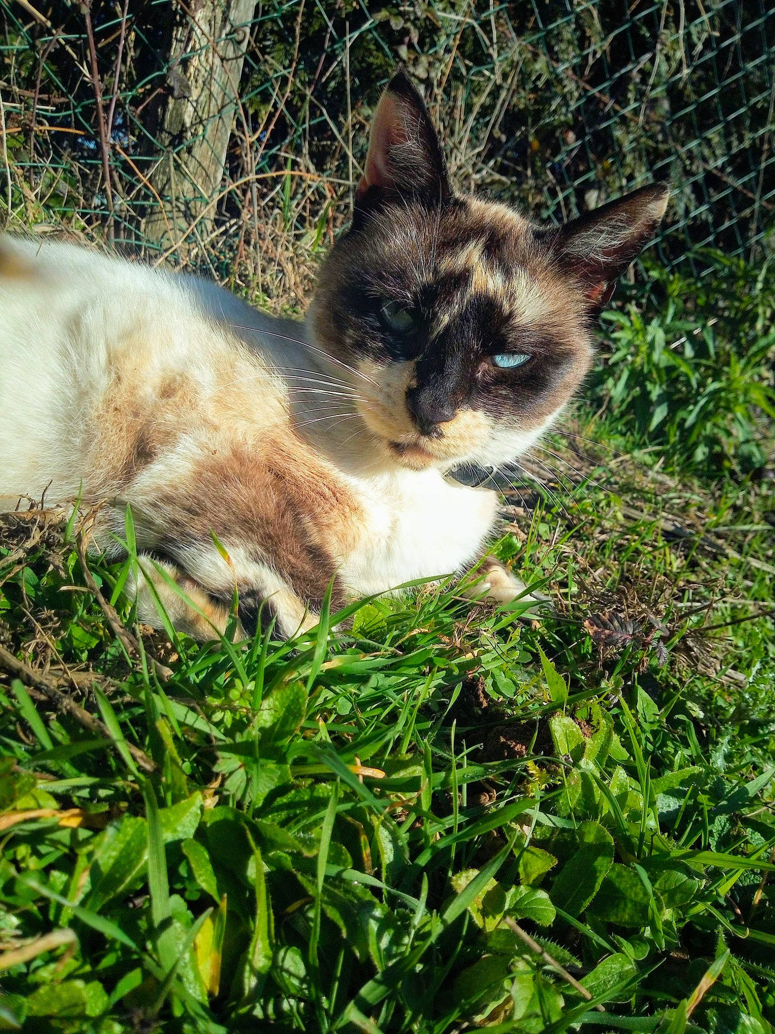 Noisette a rejoint le concours — aidez-le/la à gagner de superbes lots ! canidae, carnivore, cat, domestic_short_haired_cat, eye, fawn, felidae, fur, grass, groundcover, plant, siamese, small_to_medium_sized_cats, snout, tail, terrestrial_animal, thai, tree, whiskers, wildlife