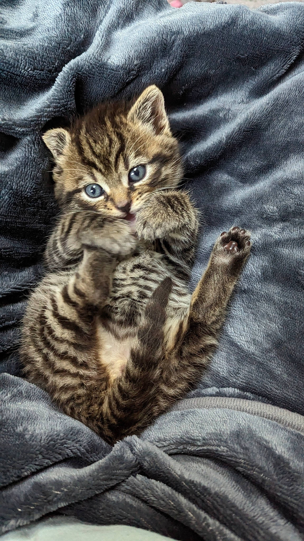 Casper joined the competition — help win amazing prizes! carnivore, cat, domestic_short_haired_cat, felidae, fur, linens, pattern, paw, sleeve, small_to_medium_sized_cats, snout, tail, terrestrial_animal, whiskers