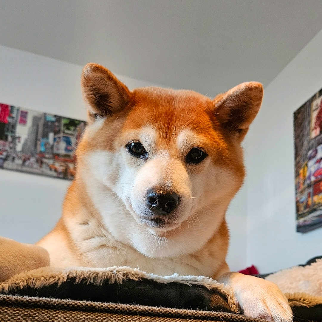 Joye a rejoint le concours — aidez-le/la à gagner de superbes lots ! animal, architecture, building, canine, couch, dog, face, furniture, head, husky, indoors, interiordesign, livingroom, person, pet, photography, portrait, puppy, room, snout