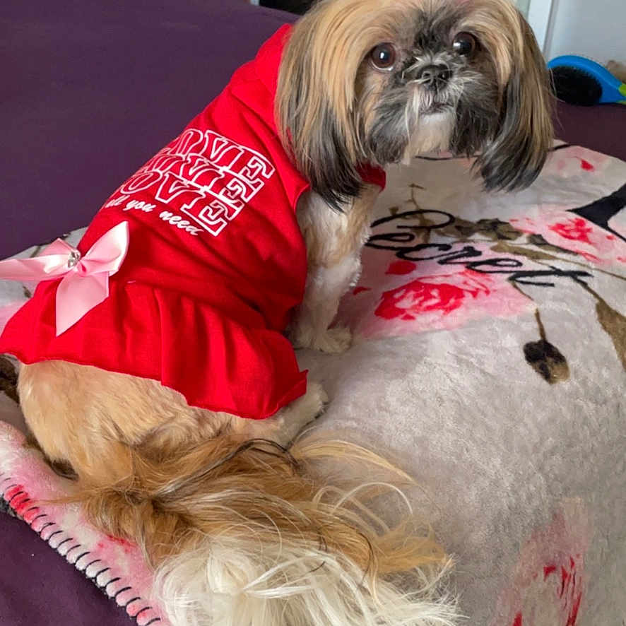 Daisy Mae joined the competition — help win amazing prizes! animal, bed, canine, cushion, dog, face, furniture, head, homedecor, indoors, interiordesign, lamp, lighting, person, pet, photography, plant, portrait, pottedplant, puppy
