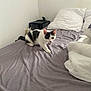 animal, bed, bedroom, bedsheet, blanket, cat, computer, couch, cushion, electronics, furniture, homedecor, indoors, kitten, laptop, linen, manx, pc, pet, room