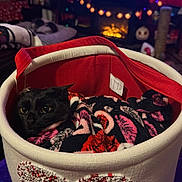 Salie is registered to the contest to win money with this photo: cat, black_cat, basket, blanket, beaded_heart, indoors, cozy, warm_lighting, television, fairy_lights, fireplace, decor, furniture, home, pet, snuggling, red, white, purple, comfort
