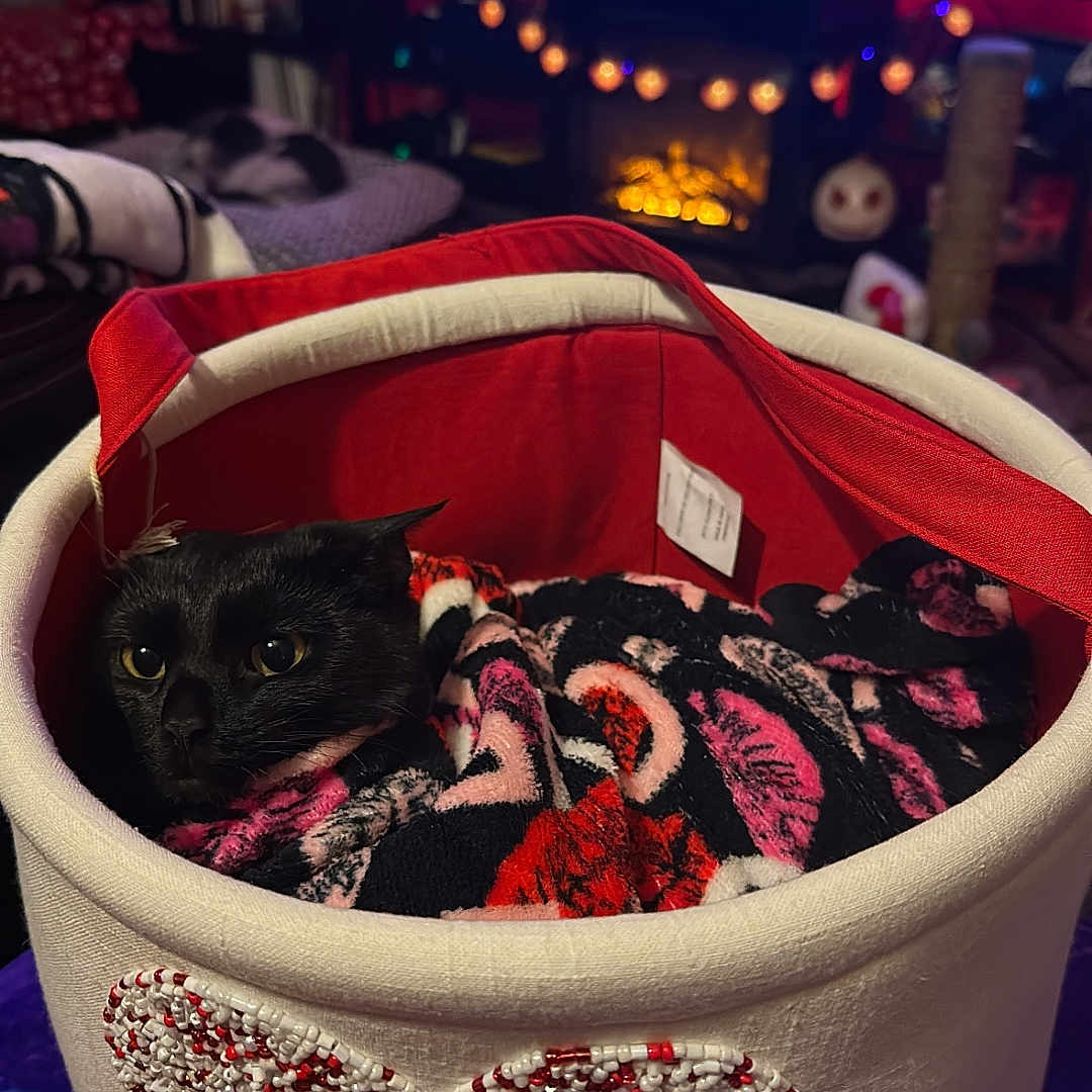 Salie is registered to the contest to win money with this photo: basket, beaded_heart, black_cat, blanket, cat, comfort, cozy, decor, fairy_lights, fireplace, furniture, home, indoors, pet, purple, red, snuggling, television, warm_lighting, white