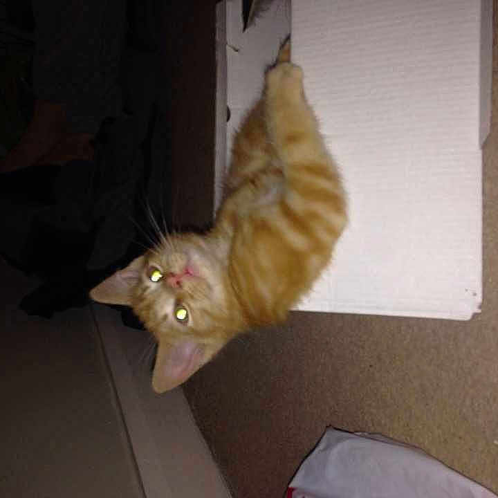 Garfield joined the competition — help win amazing prizes!
