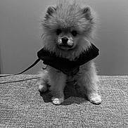 Aïko participe au concours pour gagner de l'argent avec cette photo : dog, pomeranian, puppy, fluffy, pet, cute, jacket, indoor, small_dog, fur, sitting, animal, leash, portrait, monochrome, black_and_white, texture, furniture, face, adorable