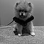 dog, pomeranian, puppy, fluffy, pet, cute, jacket, indoor, small_dog, fur, sitting, animal, leash, portrait, monochrome, black_and_white, texture, furniture, face, adorable
