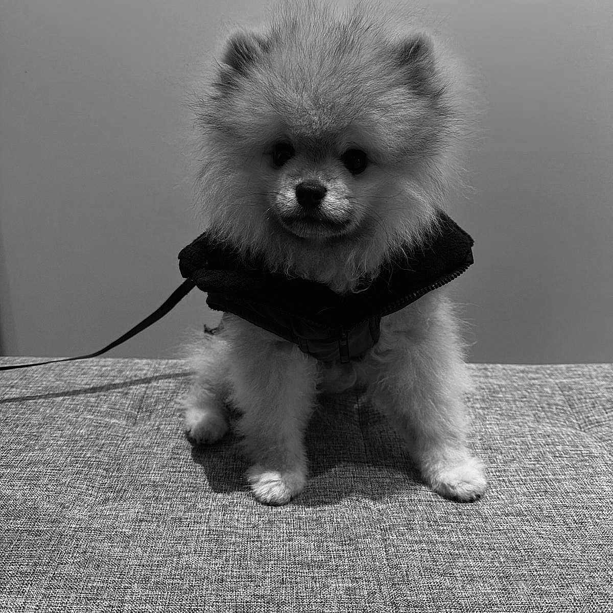 Aïko participe au concours pour gagner de l'argent avec cette photo : adorable, animal, black_and_white, cute, dog, face, fluffy, fur, furniture, indoor, jacket, leash, monochrome, pet, pomeranian, portrait, puppy, sitting, small_dog, texture