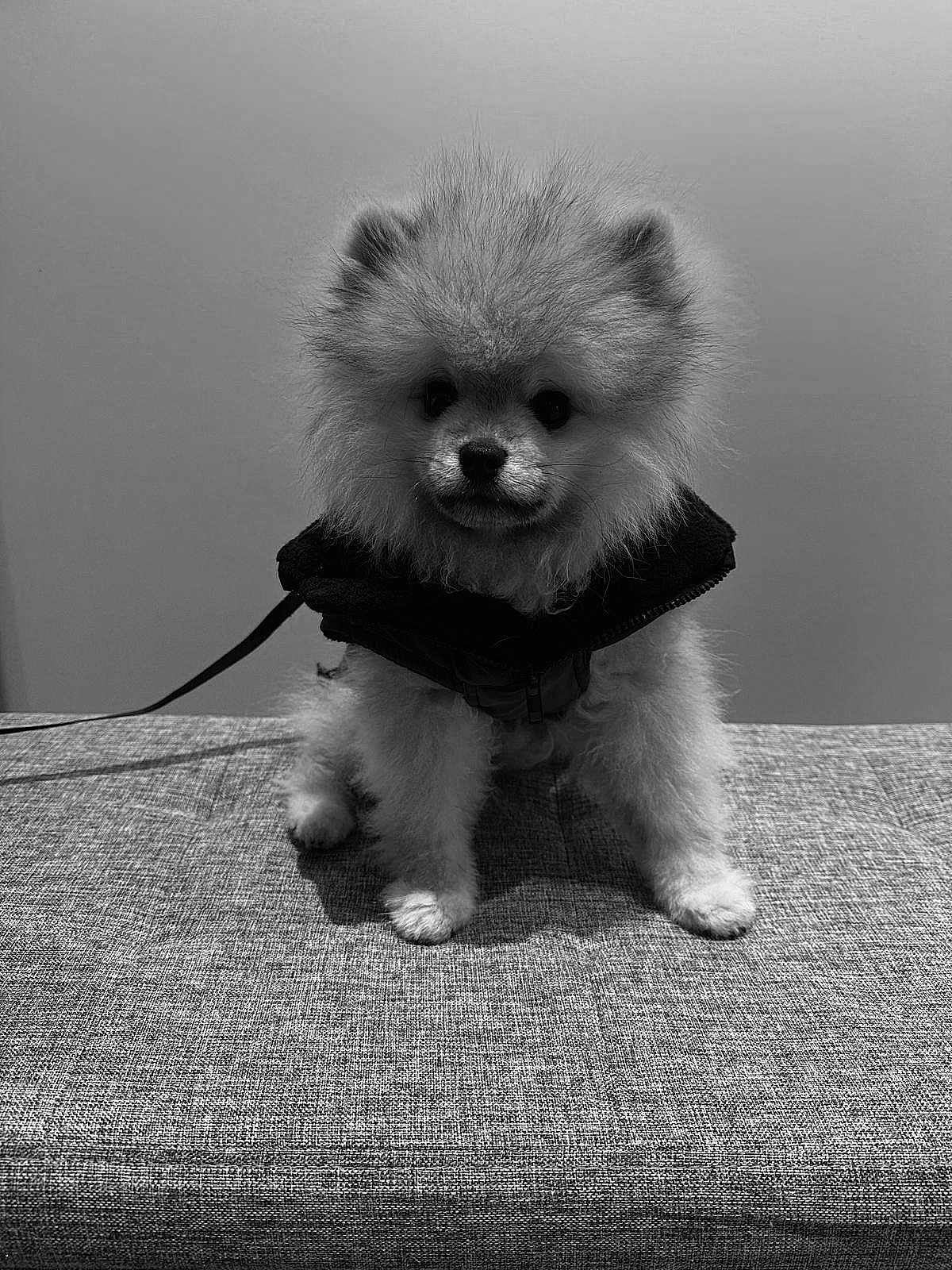Aïko participe au concours pour gagner de l'argent avec cette photo : dog, pomeranian, puppy, fluffy, pet, cute, jacket, indoor, small_dog, fur, sitting, animal, leash, portrait, monochrome, black_and_white, texture, furniture, face, adorable