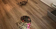 Felix Alexander is registered to the contest to win money with this photo: cat, kitten, pet, animal, indoor, home, wooden_floor, hallway, rolling, playing, lying_down, fur, tail, sitting_area, hand, sage, smudging_stick, home_decor, warm_lighting, photograph