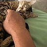 cat, tabby, sleeping, sleepy, relaxed, cuddling, petting, animal, whiskers, fur, striped_fur, closed_eyes, ears, nose, paws, bed, blanket, bedroom, cozy, indoor