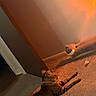 Felix Alexander is registered to the contest to win money with this photo: cats, two_cats, pet, animals, feline, tabby_cat, white_cat, indoor, home, carpet, floor, cushion, wall, lamp, warm_lighting, orange_lighting, lying_down, crouching, collar, cat_toy