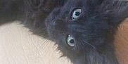 Pearl participe au concours pour gagner de l'argent avec cette photo : black_kitten, cat, pet, feline, fluffy, fur, eyes, cute, animal, domestic_animal, young_cat, lying_down, resting, whiskers, close_up, indoor, soft_texture, curious, small, adorable